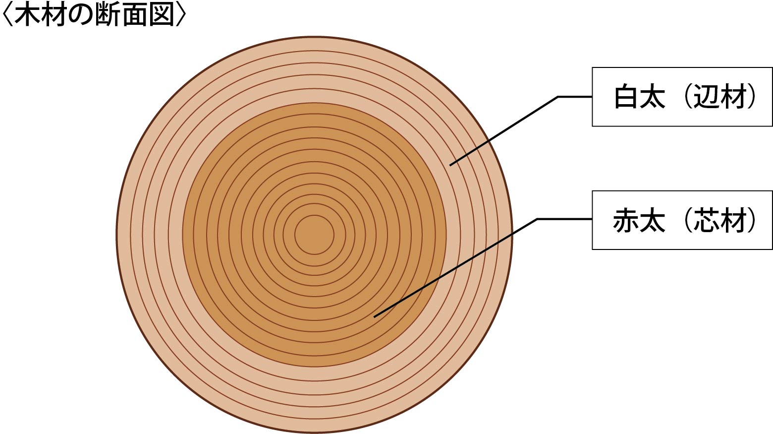 木材の赤太（赤身）と白太の違いとは？椀木地は白太と赤太が混ざっていて良い その理由を解説！ ｜ 辻椀木地木工芸